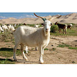 肉公羊保健浓缩饲料（滑石100）