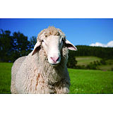 70B肉公羊超级浓缩