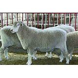 70A育肥羊超级饲料