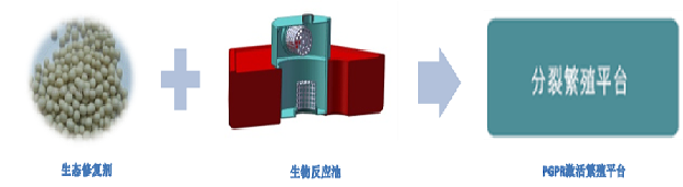 蘇州碩亞環(huán)?？萍加邢薰綢SSA PGPR（In Situ Selective Activation of PGPR)原位水生態(tài)修復(fù)技術(shù)（二）