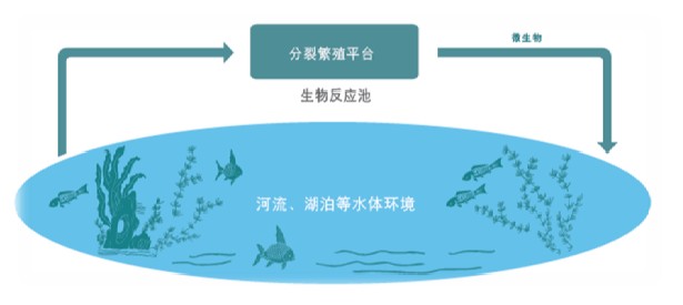 苏州硕亚环保科技有限公司ISSA PGPR（In Situ Selective Activation of PGPR)原位水生态修复技术（二）