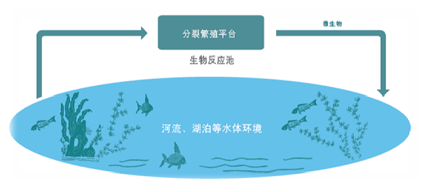 苏州硕亚环保科技有限公司ISSA PGPR（In Situ Selective Activation of PGPR)原位水生态修复技术（二）
