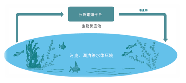 蘇州碩亞環(huán)?？萍加邢薰綢SSA PGPR（In Situ Selective Activation of PGPR)原位水生態(tài)修復(fù)技術(shù)（二）