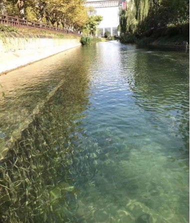 碩亞水下森林建設(shè)（一）-碩亞環(huán)保