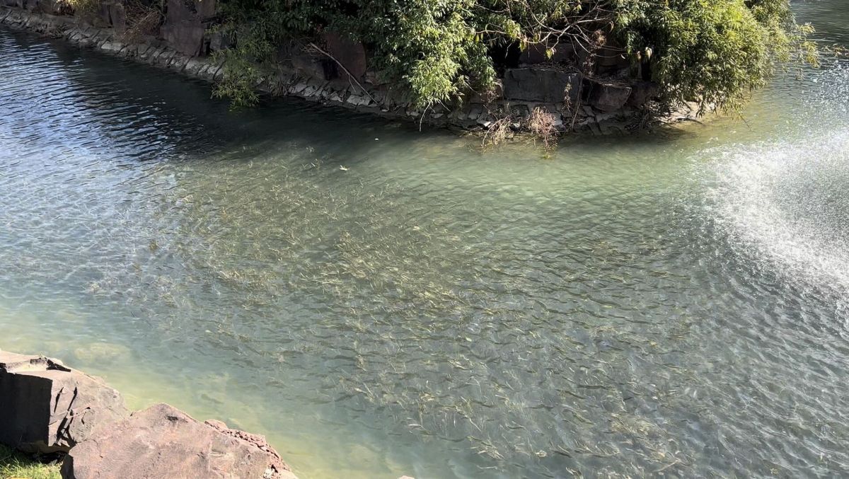 碩亞微科普|水下森林建設(shè) 碩亞微科普|水下森林建設(shè)