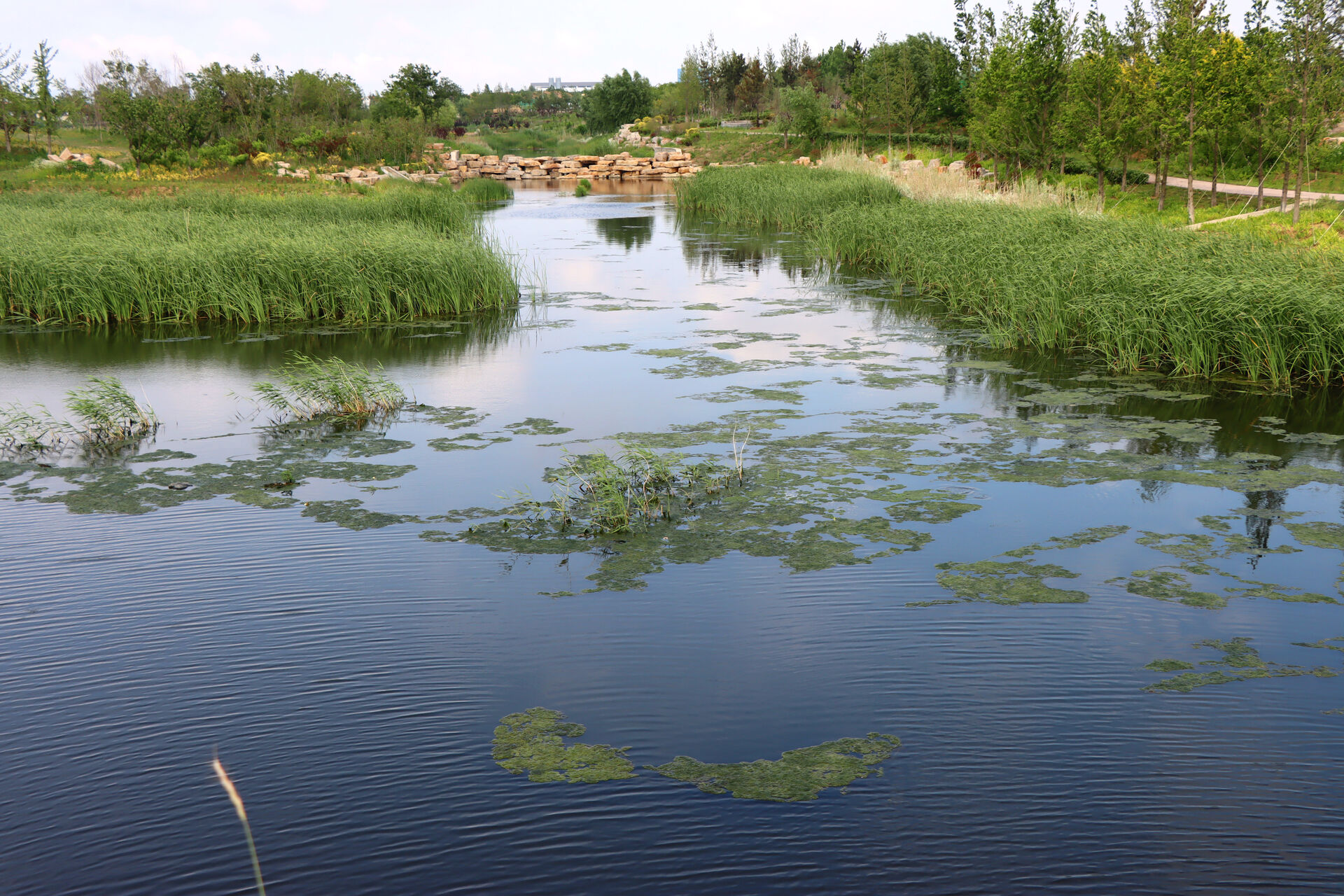 大水泊镇泊南河综合整治工程