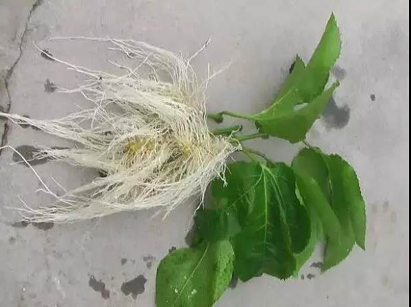 进口肥料富氧根让作物根系更健康！