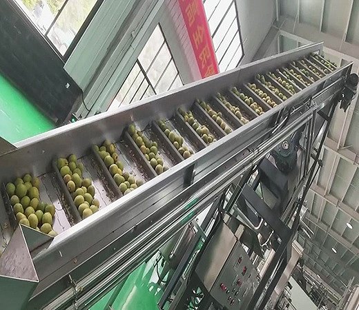 罗汉果加工链板输送机