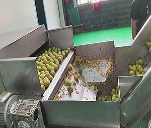 罗汉果加工链板输送机