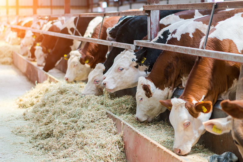 Animal Farming