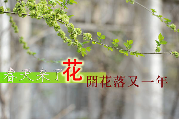 德州第一中学校园风光春天来了