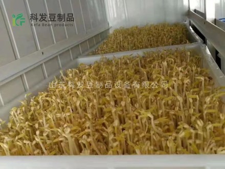 生豆芽防止烂菜的方法和建议