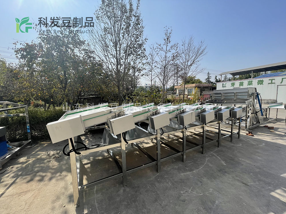 大型黄豆芽清洗机