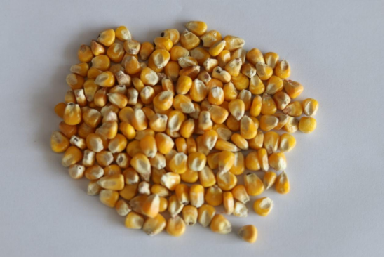 Corn