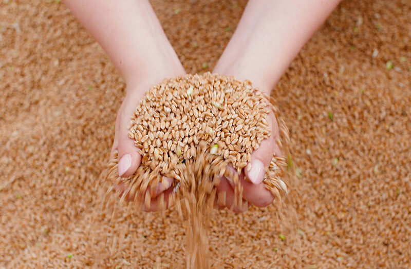 Domestic Grain Price Trends