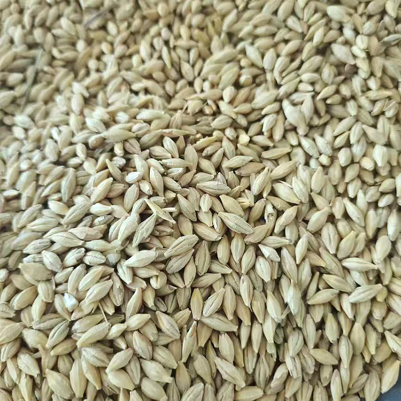 Barley