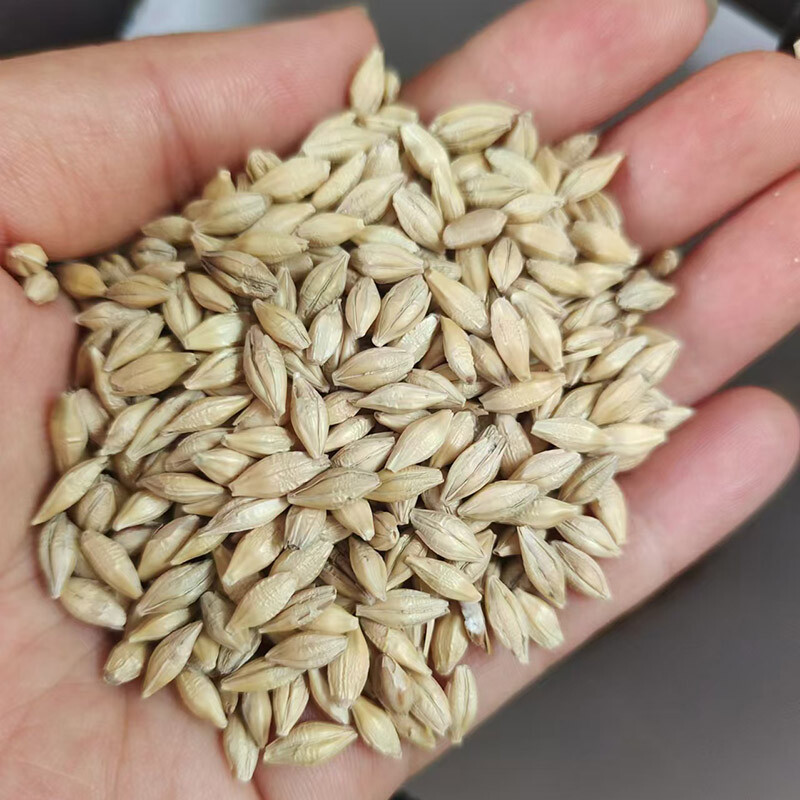 Barley