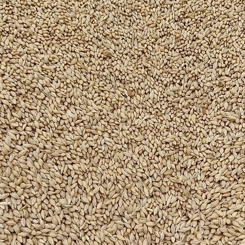 Barley