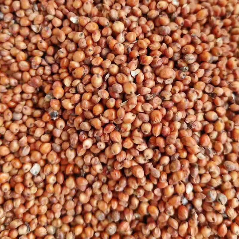 Sorghum