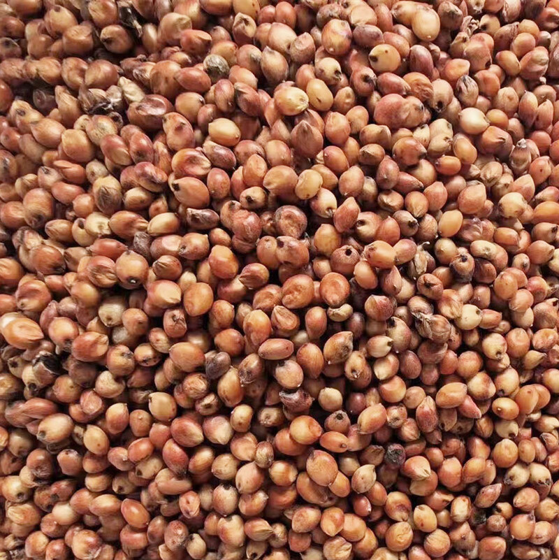 Sorghum