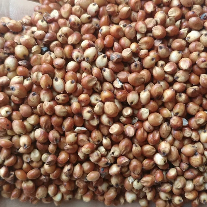 Sorghum
