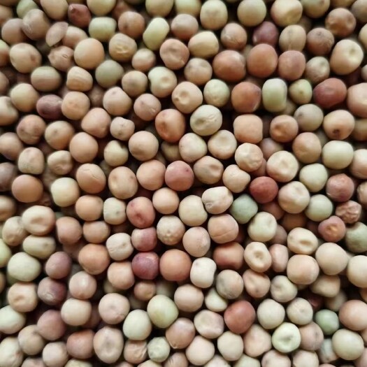 Red Hemp Peas