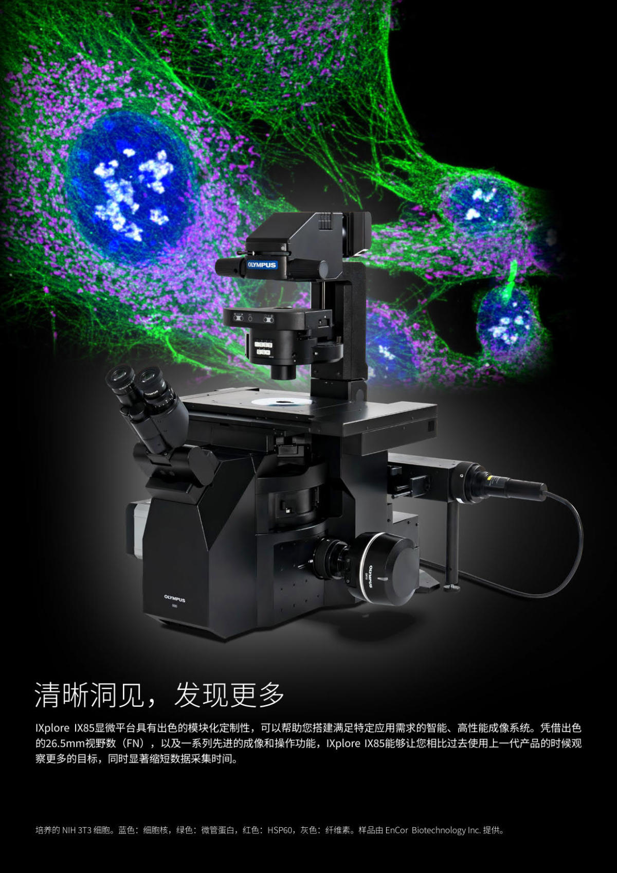 奥林巴斯电动倒置荧光显微镜IX85