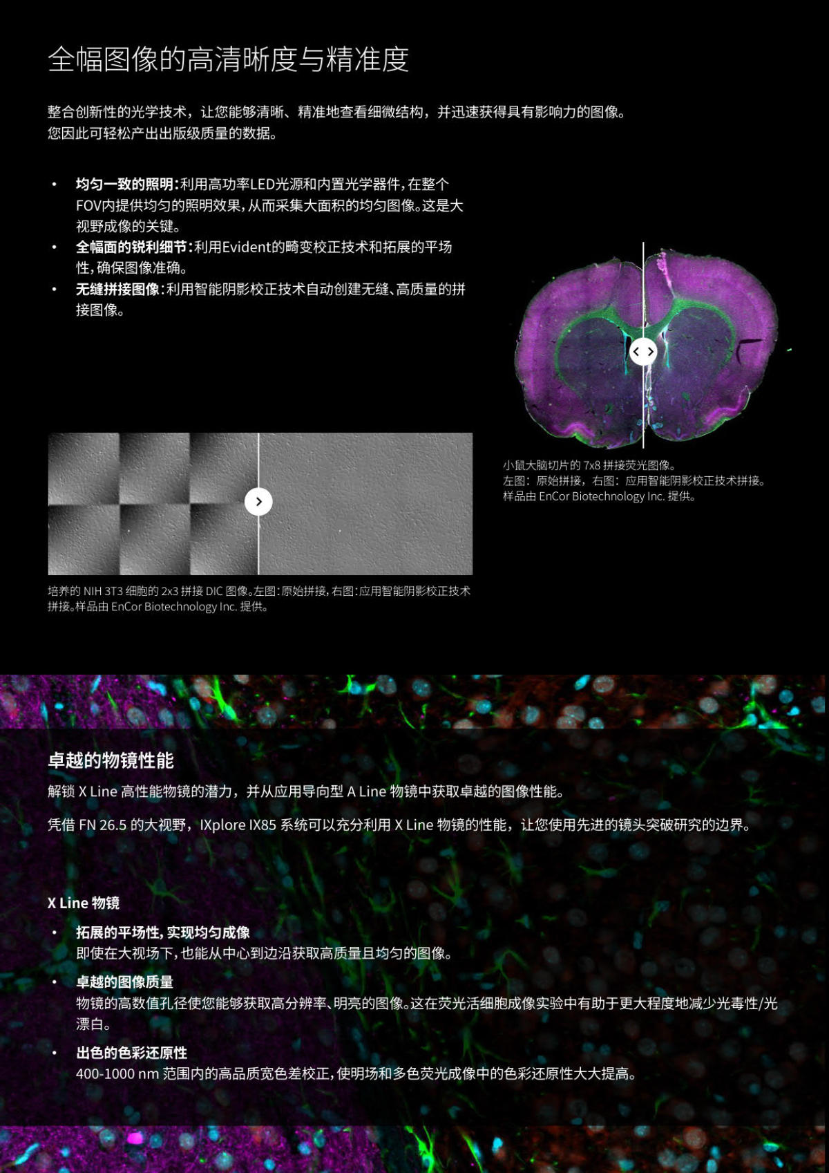 奥林巴斯电动倒置荧光显微镜IX85