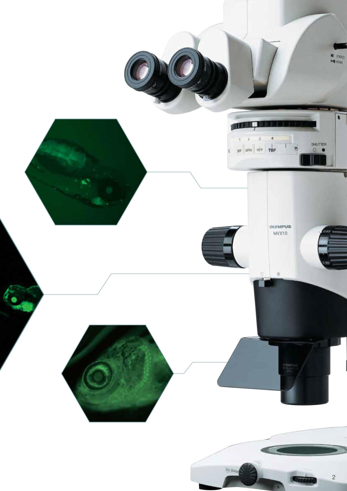 奥林巴斯体视荧光显微镜MVX10