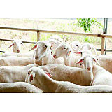 维生素、微量元素预混料