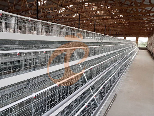 poultry farm layer chicken cage (1).png