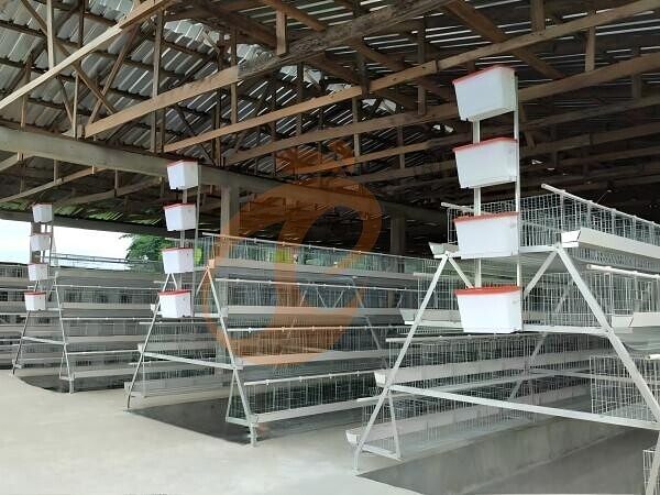 poultry farm layer chicken cage (3).jpg