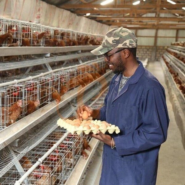 poultry farm layer chicken cage (5).jpg