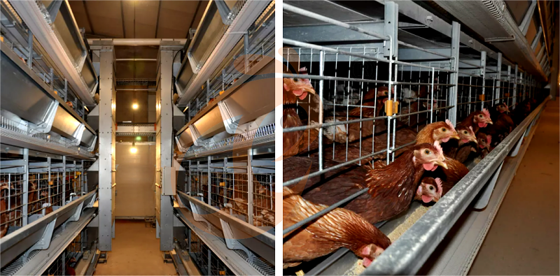 layer chicken cage H (1).png