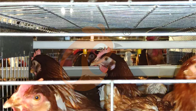 layer chicken cage H (2).png