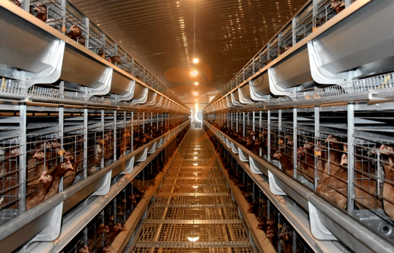 layer chicken cage H (5).png