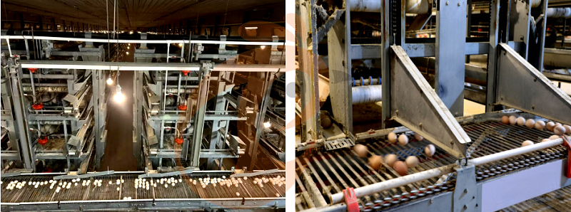 layer chicken cage H (11).png