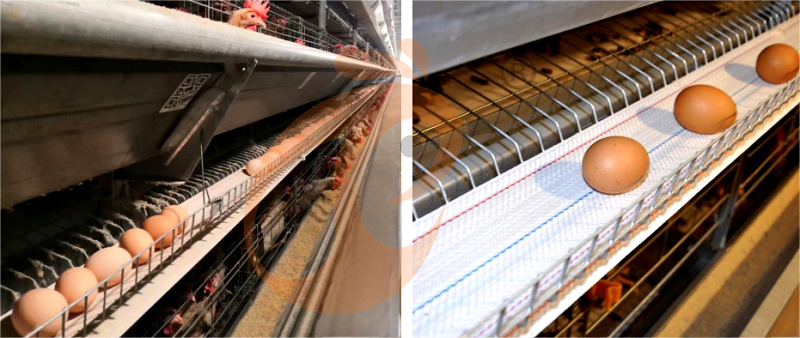 layer chicken cage H (12).png