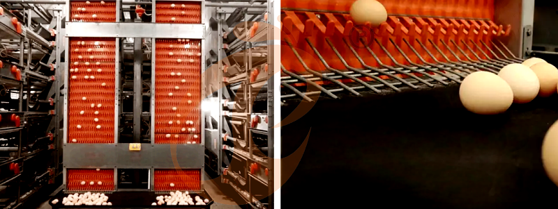 layer chicken cage H (13).png
