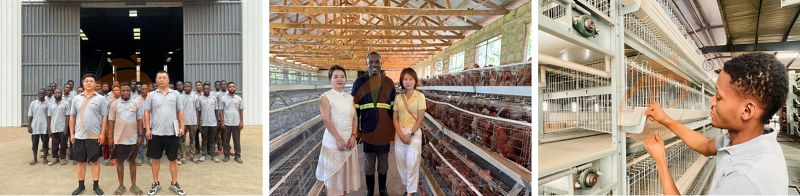 battery cage poultry equipment (8)