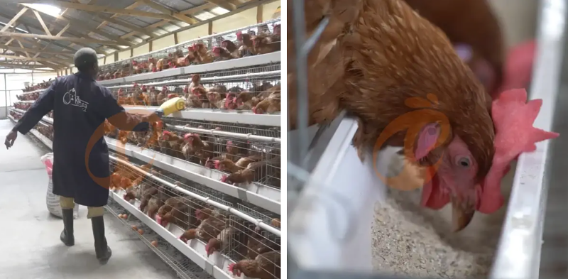 battery cage system (2)