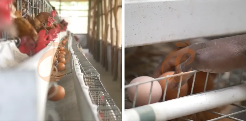 battery cage system (3)