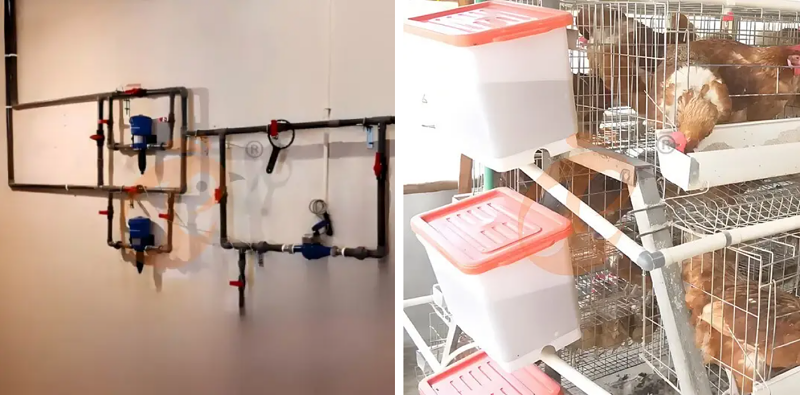 battery cage system (4)