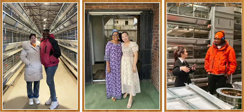 battery cage and poultry farm equipment supplier (6)