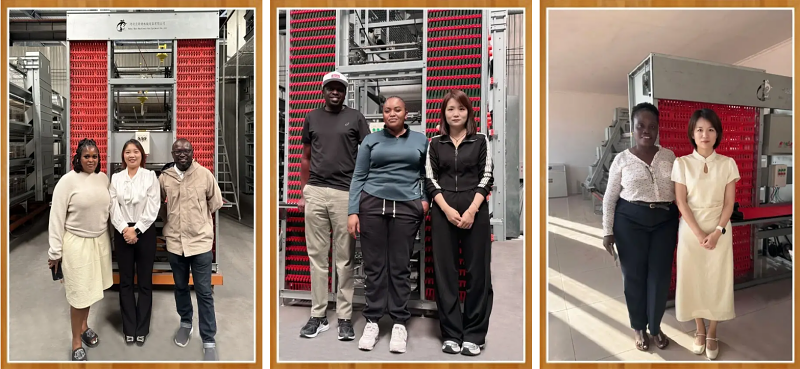 battery cage and poultry farm equipment supplier (8)