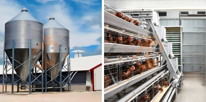 layer battery cage (1)