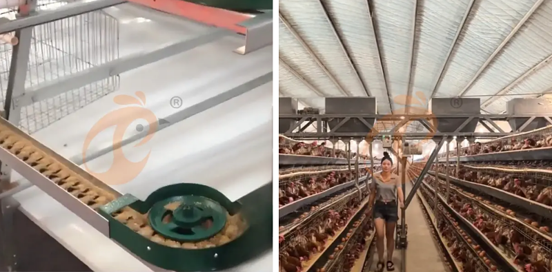 layer battery cage (2)