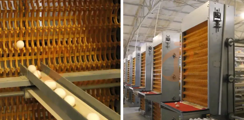 layer battery cage (3)