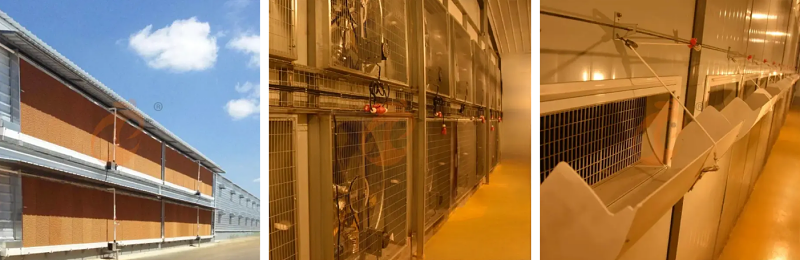 layer battery cage (7)