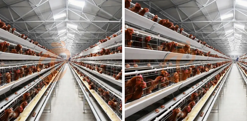 layer battery cage (8)